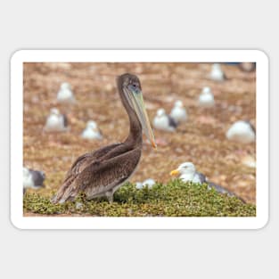 Brown Pelican Sticker